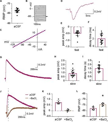 Reducing Glutamate Uptake in Rat Hippocampal Slices Enhances Astrocytic Membrane Depolarization While Down-Regulating CA3–CA1 Synaptic Response